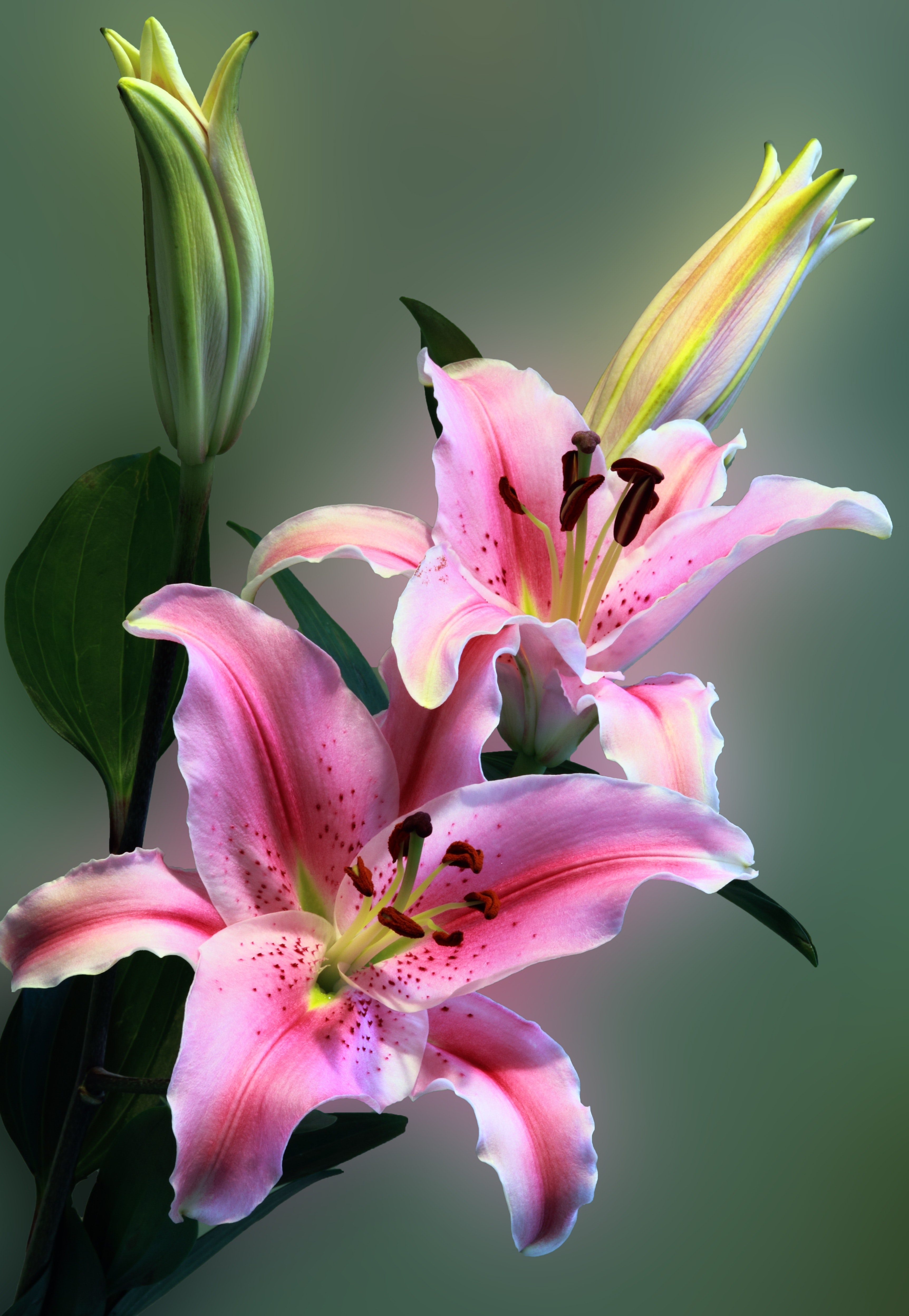 Pink Tiger Lily in full bloom